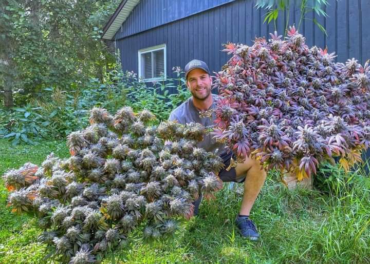 WeedDelux's tweet photo. Du très beau Boulot ! 😱🤤🤤
📸: thenorthernscrogger
#Weed #weedcommunity #cannabisculture #CannabisCommunity #cannabisgrower #MasterGrower #TheGreenNation #FranceVerte #CannabisLegale https://t.co/OHC6Zu9h4A