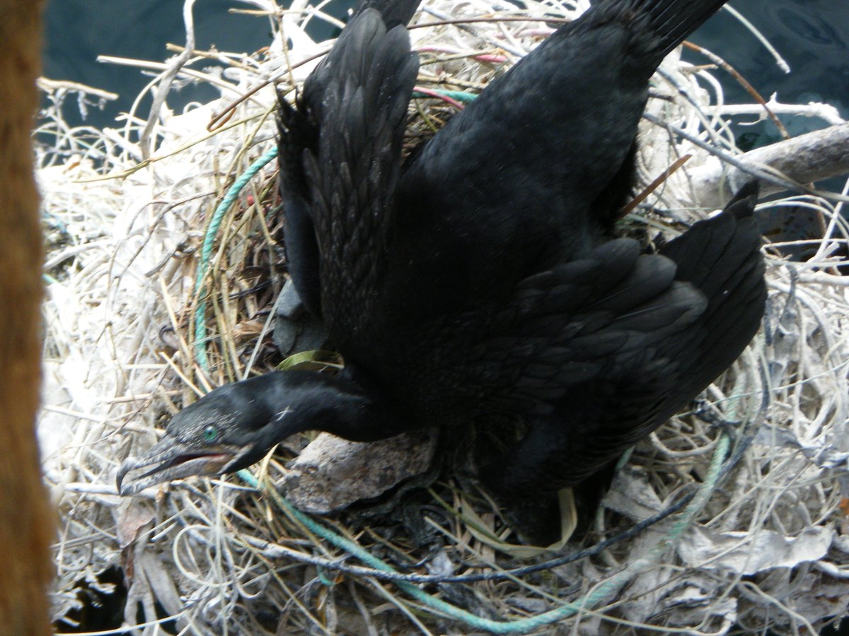 #AlertaLegislativa | ⚠️DESDE EL CONGRESO se plantea extender la vigencia del uso de envases de tecnopor descartable, pese a estar prohibidos por la #LeyDePlásticos desde diciembre del 2021.<a href="/oceana/">Oceana</a> <a href="/Prodelphinus/">Prodelphinus</a>