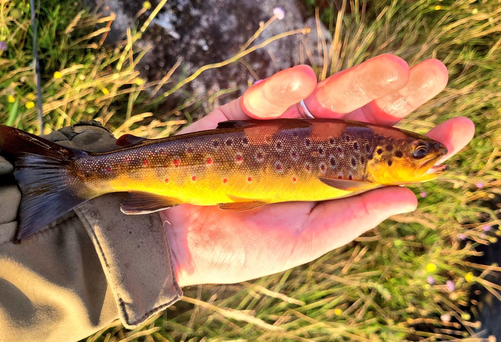 Lots of these lads in Spiddal this evening! All on a Connemara Black #flyfishing #trout