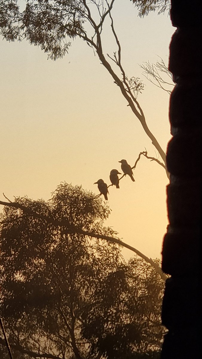 Kookaburras singing are a beautiful start to the foggy dawn
