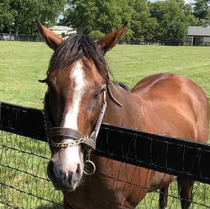 JackpotNick's tweet photo. Quite a future I do believe for Oscar Award (#OscarPerformance) finished w/ a cracking flourish in the #KentuckyDowns 2nd today. Pic of the sire who stands at #MillRidge https://t.co/PaTU5NbdQL