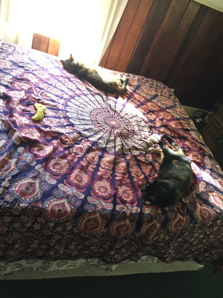 rescuecatlife's tweet photo. Cold mornings can bring them together... well, closer https://t.co/oYADMeKmgG