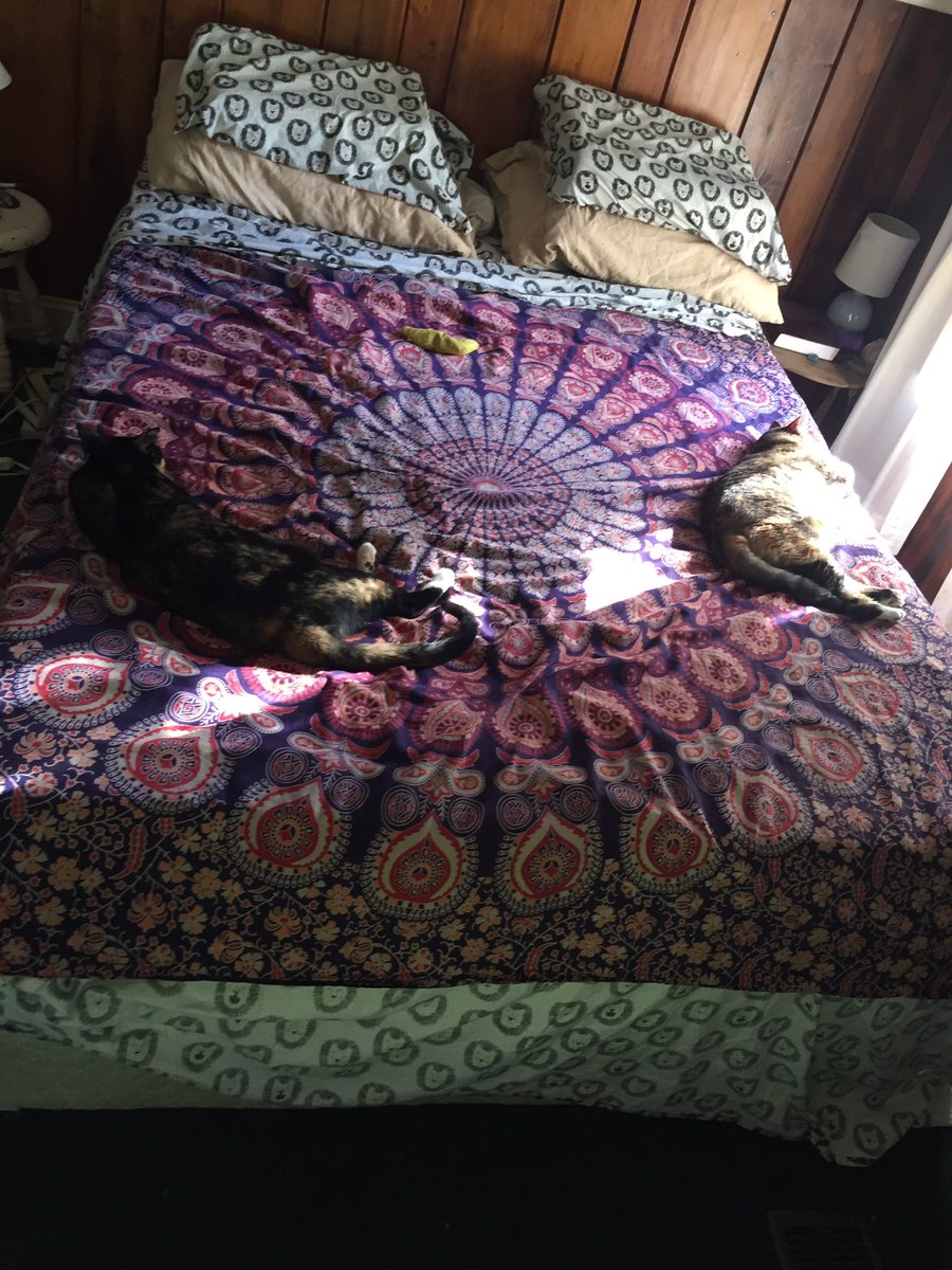 rescuecatlife's tweet photo. Cold mornings can bring them together... well, closer https://t.co/oYADMeKmgG