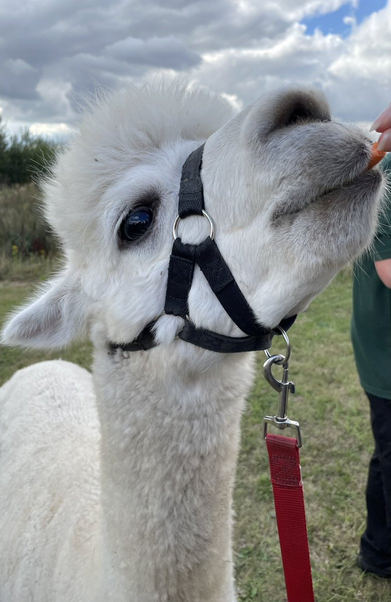 Mum met Bobby the alpaca 🤍she said he was lovely 🤍