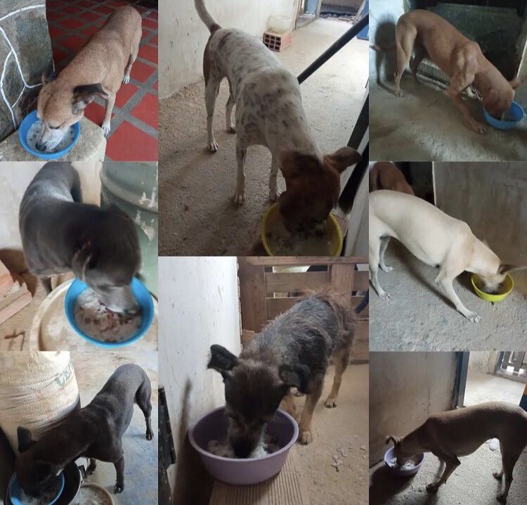aparadisesanc's tweet photo. New and good news friends🙏🏻❤️🐶, we can pay half to the supplier and we have food for the month🦴✨, we also buy cat food and feed the street pack😻🥰, thanks to those who donated and have helped us🙌🏻🥺Now the shelter will be calmer and we will also do a day for street dogs ❤️ https://t.co/3aCHpB82tY