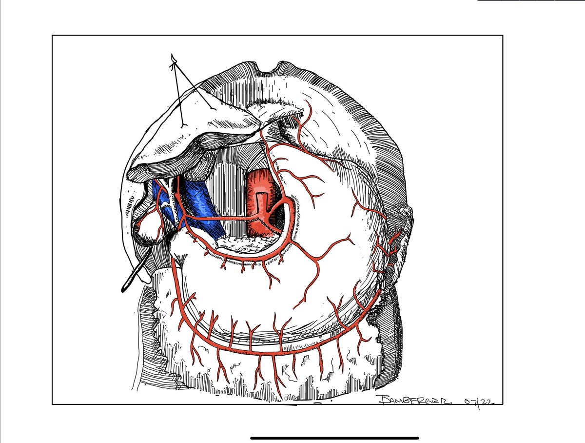 finished products on some recent #anatomy sketches