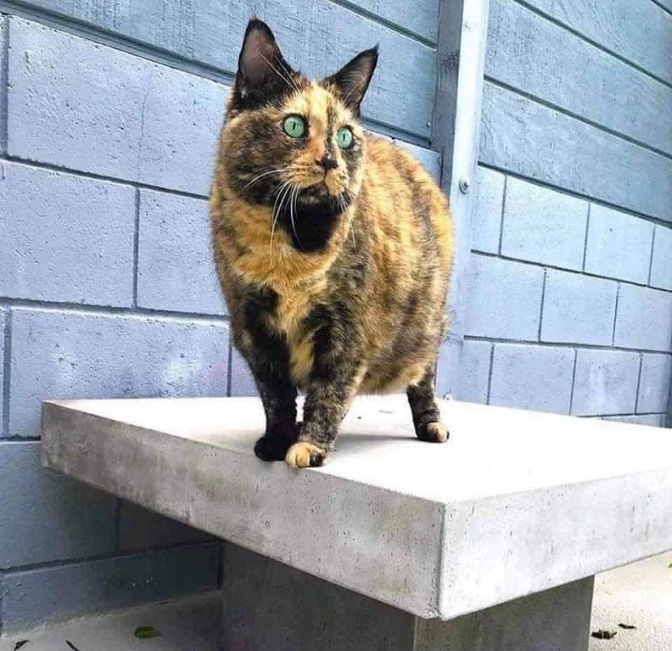 thegallowboob's tweet image. this guy faked drowning to see his cat&apos;s reaction and it went exactly as expected