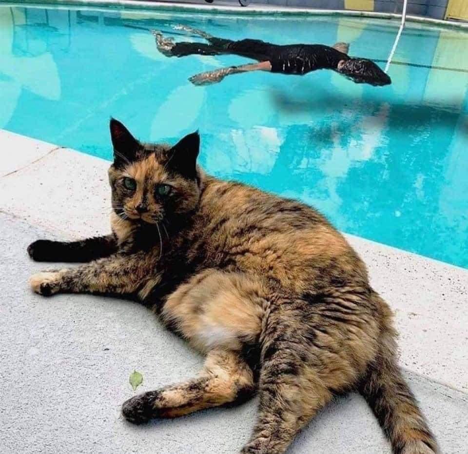 thegallowboob's tweet image. this guy faked drowning to see his cat&apos;s reaction and it went exactly as expected
