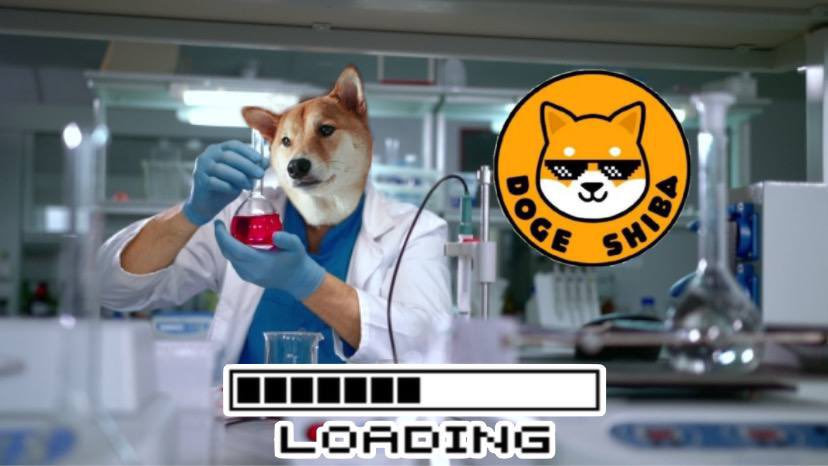 DogeShiba 🐶 tweet media