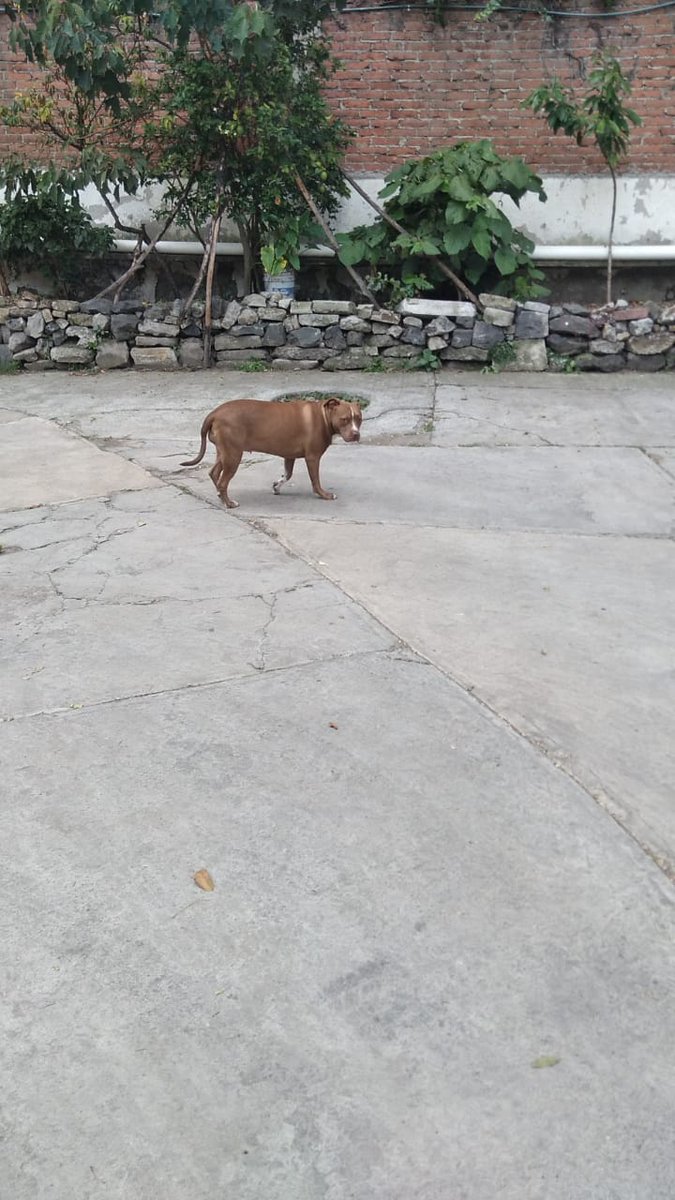 abiganusa's tweet photo. Alguien perdió a esta perrita? Anda por la zona de Peña Pobre, en Tlalpan. Hay gatitos por la zona y hay qué evitar tragedias. Ayuda @Lacasadelsalchi @Perrosenlacalle @FundacionToby @PrrosPerdidosMX https://t.co/2XA7mzAZdt