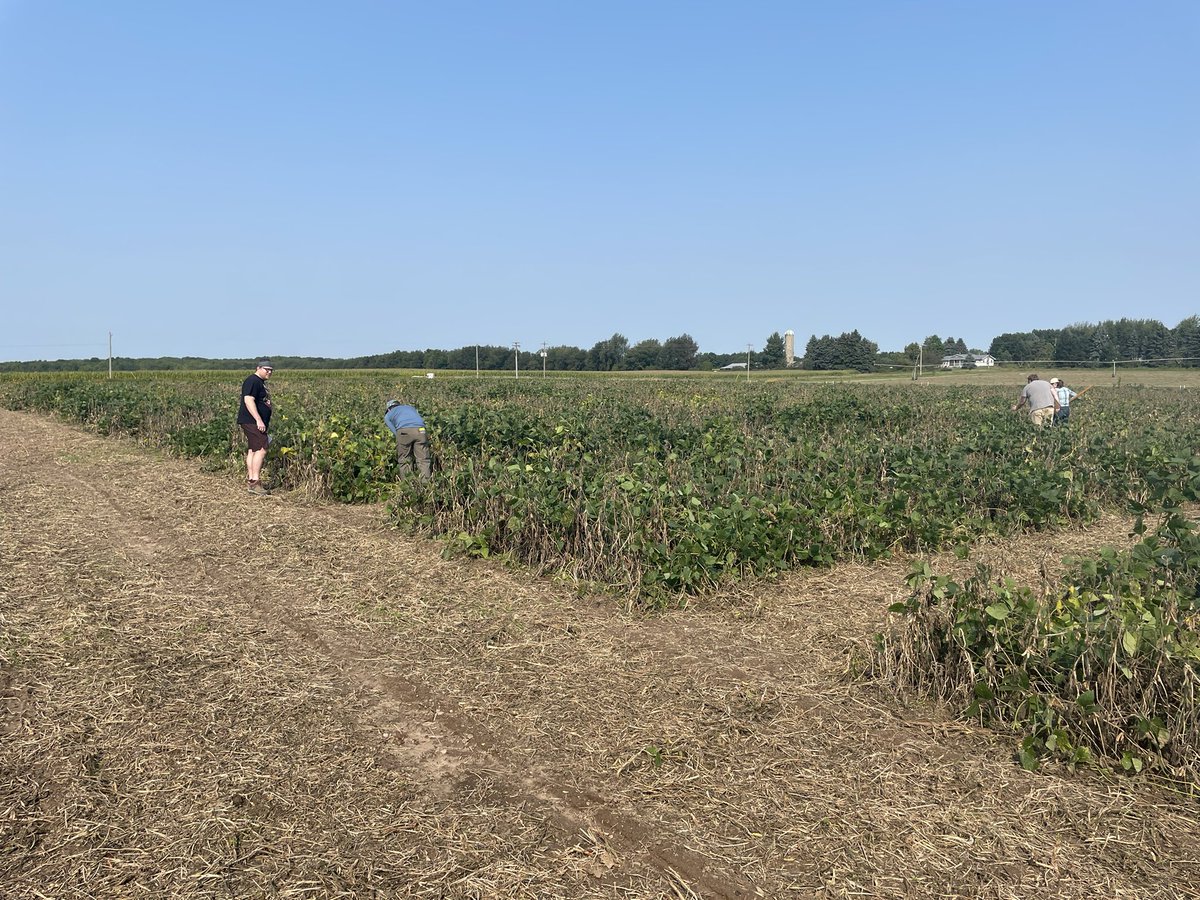 Martin Chilvers (@martinchilvers1) on Twitter photo Great soybean white mold pressure for screening varieties and fungicide/biologicals for management <a href="/MichiganSoybean/">Michigan Soybean</a> Thanks for rating 21,000 plants @mibirdman @EmRogge <a href="/AG__McCoy/">Austin McCoy</a> <a href="/FusariumWranglr/">Ryan Hamilton</a> Josh, Janette, John Great soybean white mold pressure for screening varieties and fungicide/biologicals for management <a href="/MichiganSoybean/">Michigan Soybean</a> Thanks for rating 21,000 plants @mibirdman @EmRogge <a href="/AG__McCoy/">Austin McCoy</a> <a href="/FusariumWranglr/">Ryan Hamilton</a> Josh, Janette, John
