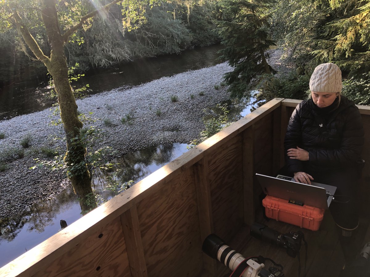 bearid_project's tweet photo. Then comes the mountainous task of processing collected data! As we are a small team, we use any available time to process while still in the field - including when waiting for bears! Going forward, we hope species classifiers and #BearID will reduce this time significantly. 6/n https://t.co/7l73ZAjbzp