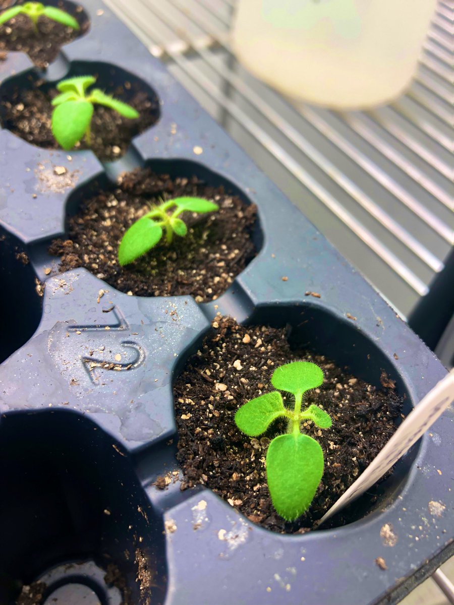 MartineBotany's tweet photo. Don’t ya just love the promise of newly-sown seeds? Future plants, future plans. #Solanum seeds treated and planted by @melpsain, @DiamandaZizis ‘23 + Abigail Motter ‘25 for a couple of cool Martine/Williams Labs projects. https://t.co/o5mX62ILCA