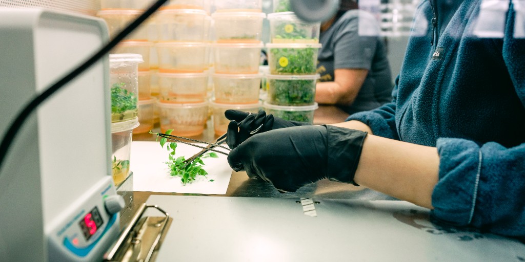 Tools for Your Hop Playbook: Experimental Hop Varieties Webinar 💻 Sept. 23rd at 9:00 am PST 

Join us for an educational webinar exploring experimental hop varieties like HBC 586 and HBC 638. 

Webinar will be streaming at yakimachief.com/webinars