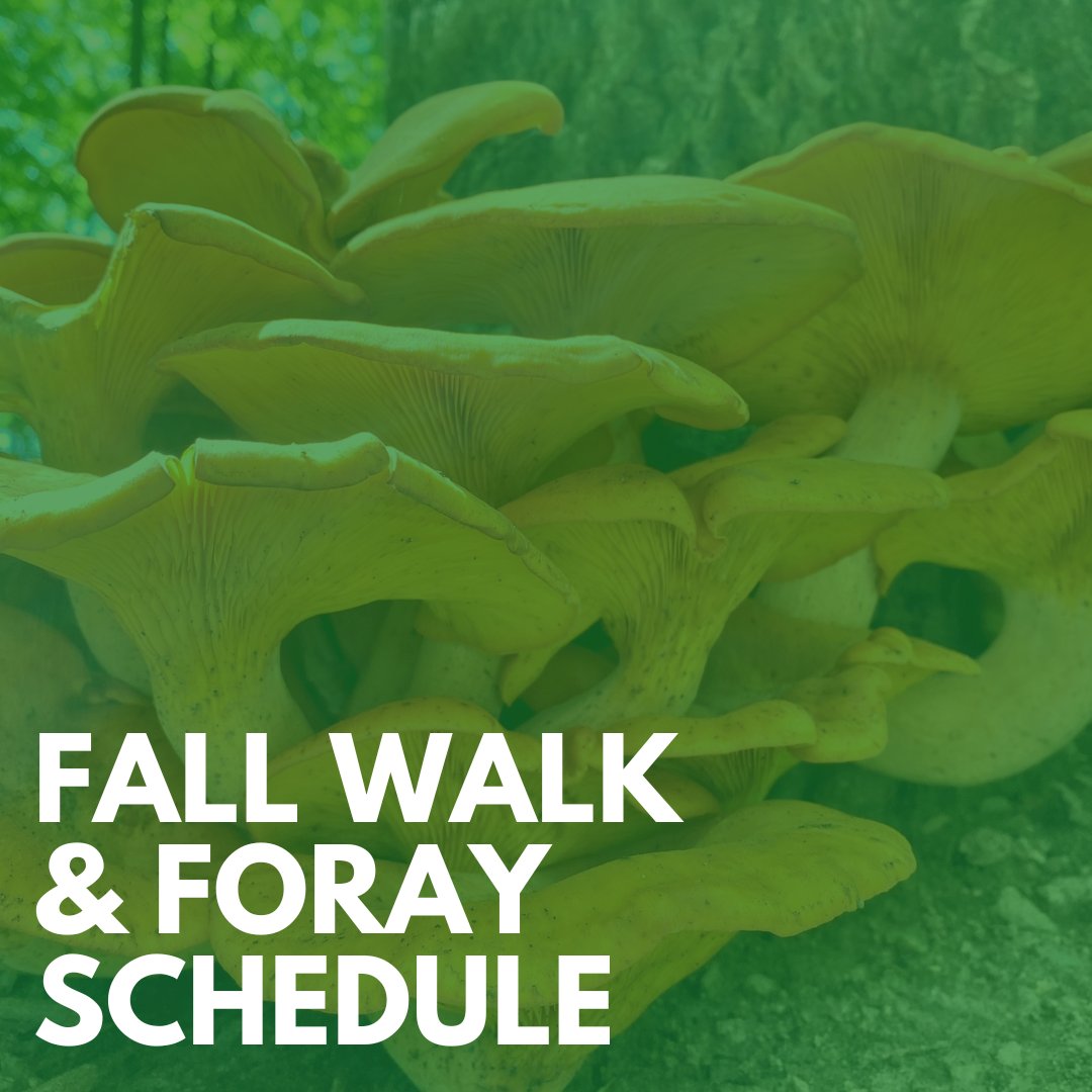 mycotoronto's tweet photo. The fall 2022 walk &amp; foray schedule has now been released! Currently, 19 walks &amp; forays have been scheduled, beginning September 17 through October 30. Registration for each event will open one week before the scheduled date at 12pm. View the schedule at https://t.co/hEjNmoMhbb. https://t.co/MCnUOCYntD