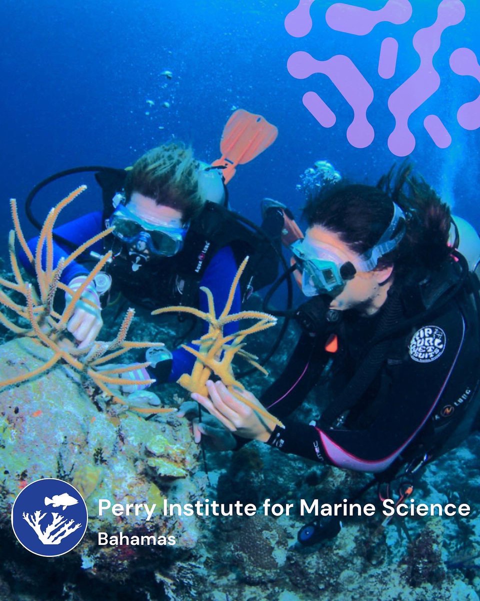 NemoEco's tweet photo. Welcome to the #GlobalCoralHub @perryinstitute 🪸🌎

Perry Institute for Marine Science (PIMS) is an incredible organization leading ocean research, conservation, and education in 14 islands across The Bahamas and Caribbean. https://t.co/9hqxqgj8na