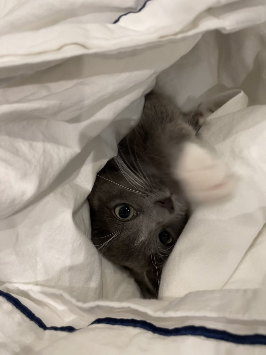 henlo #cat #CatsOnTwitter #CatsOfTwitter #catlovers