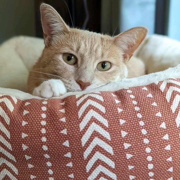 pucvm's tweet photo. Counting down the days until cozy season starts and #pumpkinspice everything!
#CatsofPurdue #PetsOfPurdue #PurduePets #PurdueUniversity @Starbucks @PurdueforLife @CatVets https://t.co/uwL72U0fpw