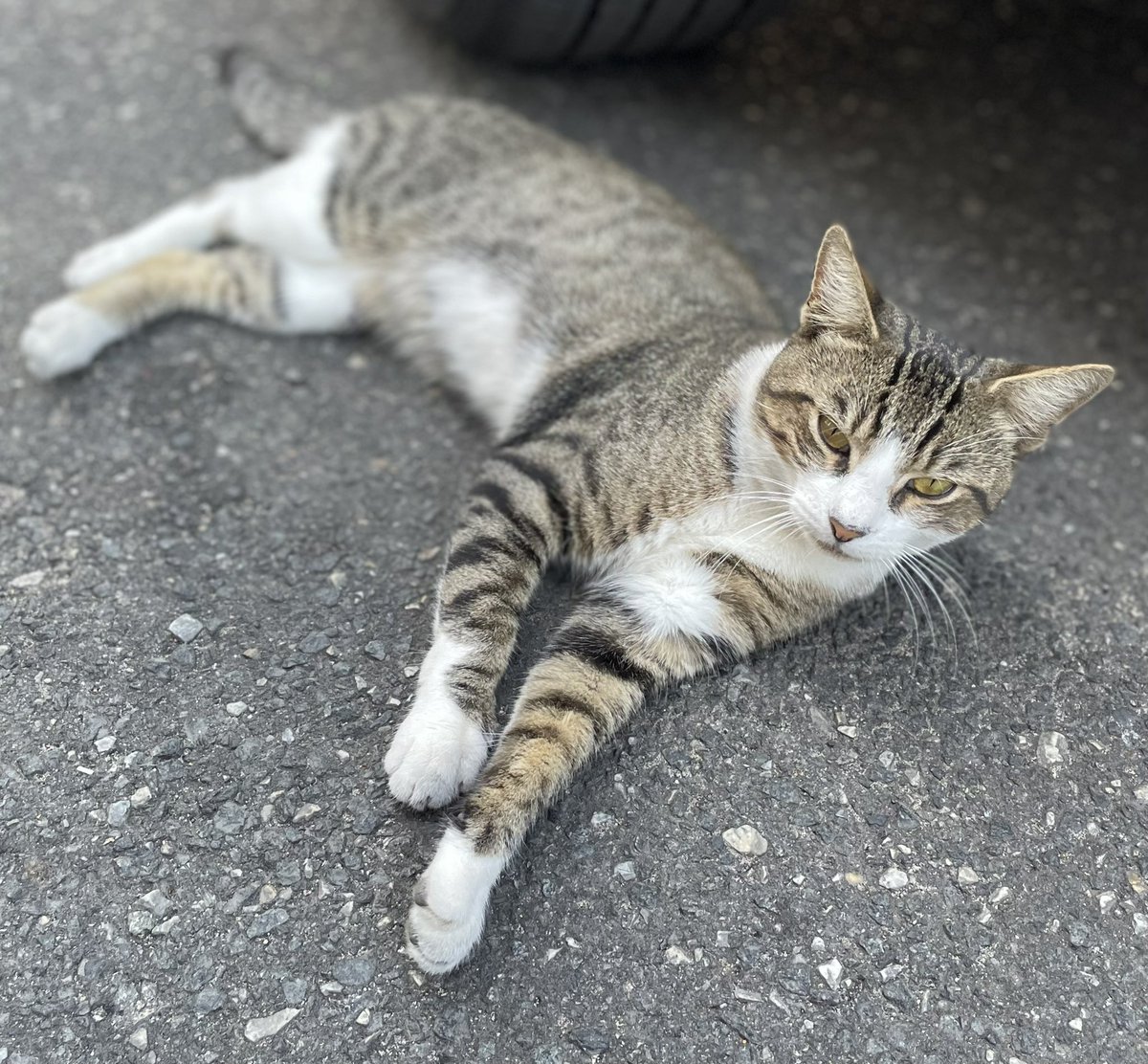 preventionpp's tweet photo. This handsome gentleman is greeting our Womxnโs Night attendees this evening. ๐โค๏ธ
Our guests can eat an amazing hot dinner (and dessert!), take a shower, pick up some new outfits, and relax in safety & community. #womxnsnight #catsofharmreduction https://t.co/wpcbjzRd1d