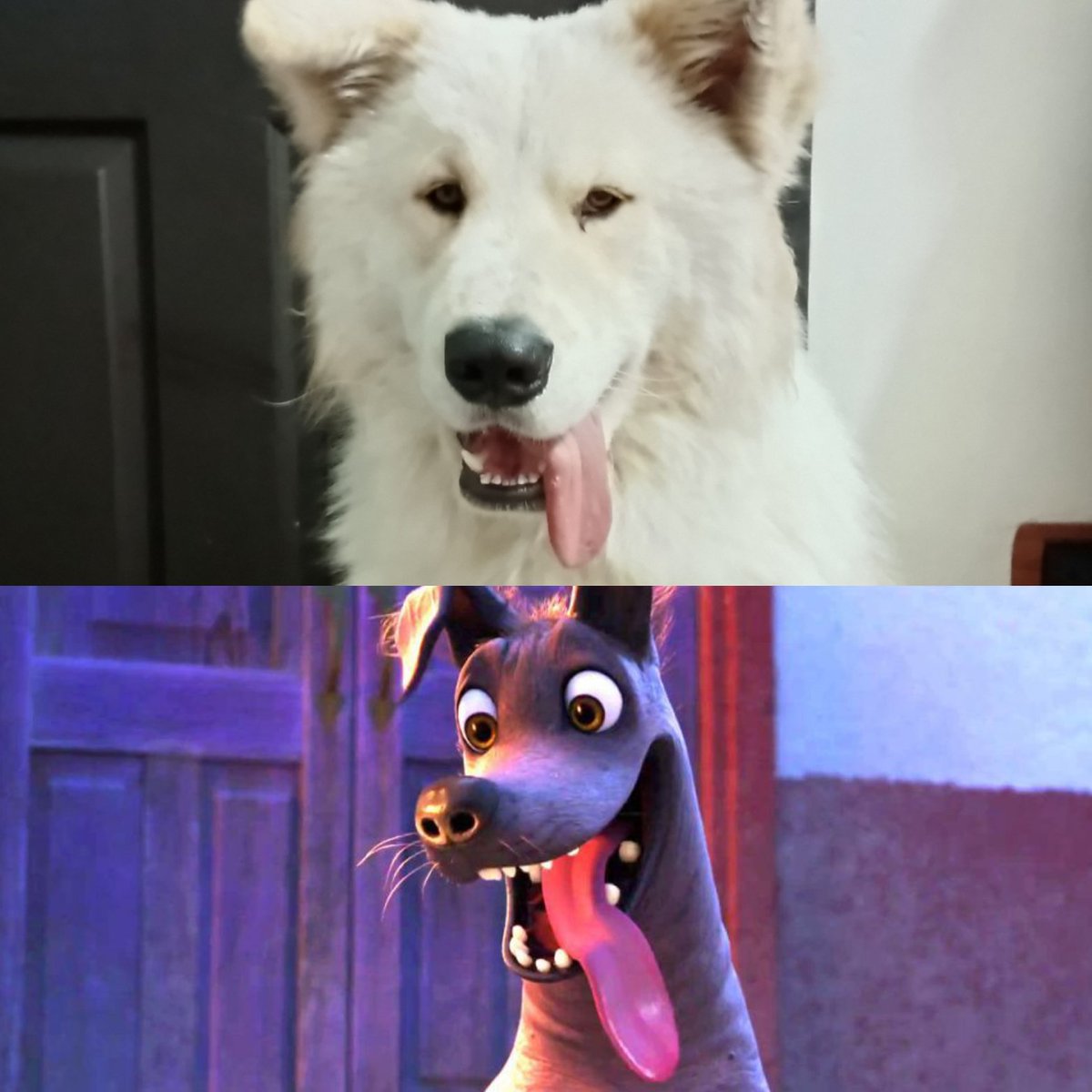 Mi Bruno 💗 #samoyed  #samoyedo