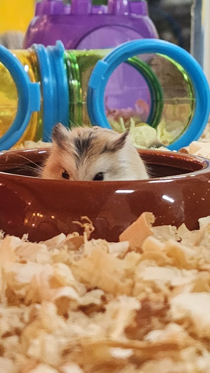 Mary_Garcia_22's tweet photo. Busu bees are loving our baby dwarf hamsters! 🥰 #dwarfhamsters #classroompets #Kindergarten #Montessori @slevikings https://t.co/iZVPKvCT1L