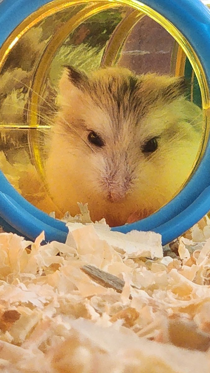 Mary_Garcia_22's tweet photo. Busu bees are loving our baby dwarf hamsters! 🥰 #dwarfhamsters #classroompets #Kindergarten #Montessori @slevikings https://t.co/iZVPKvCT1L