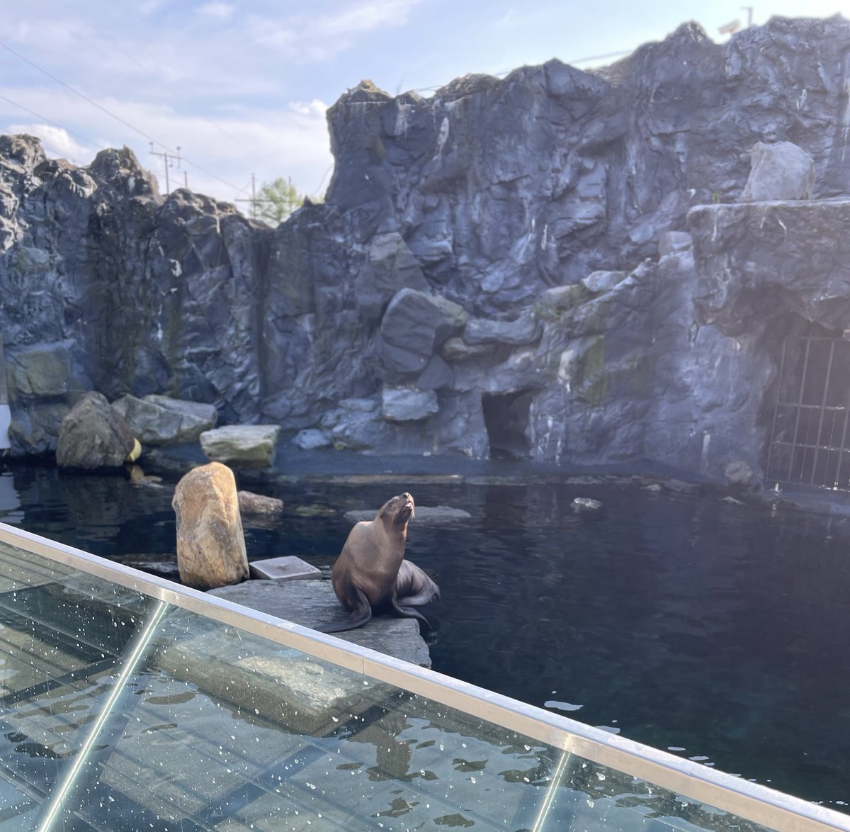 DesireeBauer_'s tweet photo. few pics of the GREAT time I’ve had at the @mysticaquarium for a #STEMmentoring conference that had me exploring & creating & truly defies the typical ‘conference’ title 👩🔬🐢🥾 https://t.co/5CsXhLhUlM