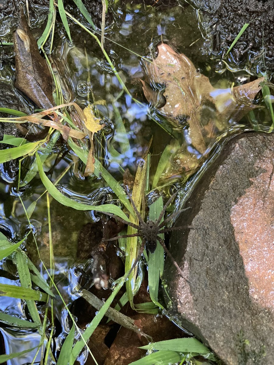 DesireeBauer_'s tweet photo. few pics of the GREAT time I’ve had at the @mysticaquarium for a #STEMmentoring conference that had me exploring & creating & truly defies the typical ‘conference’ title 👩🔬🐢🥾 https://t.co/5CsXhLhUlM
