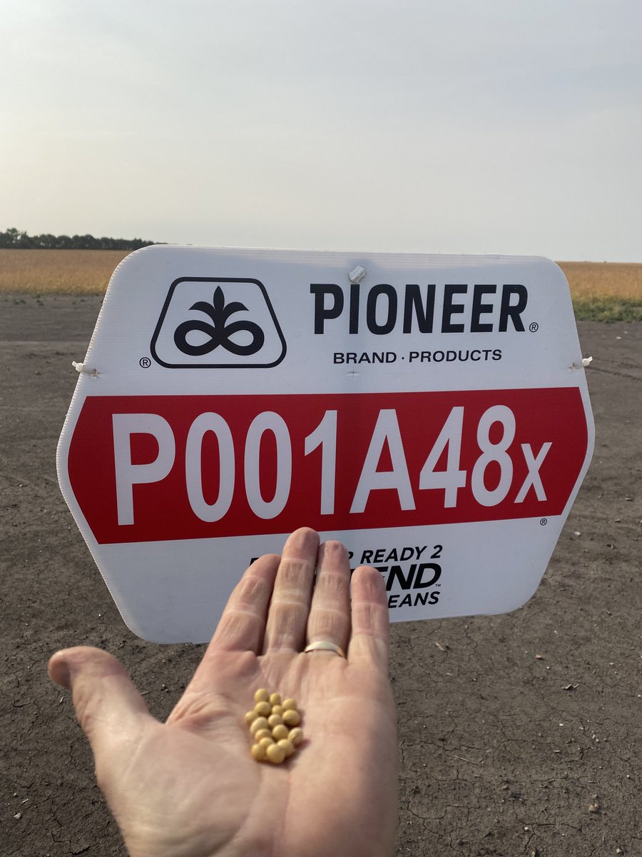 Once again our May 28th seeded Pioneer P001A48X beans are safe from frost!😊