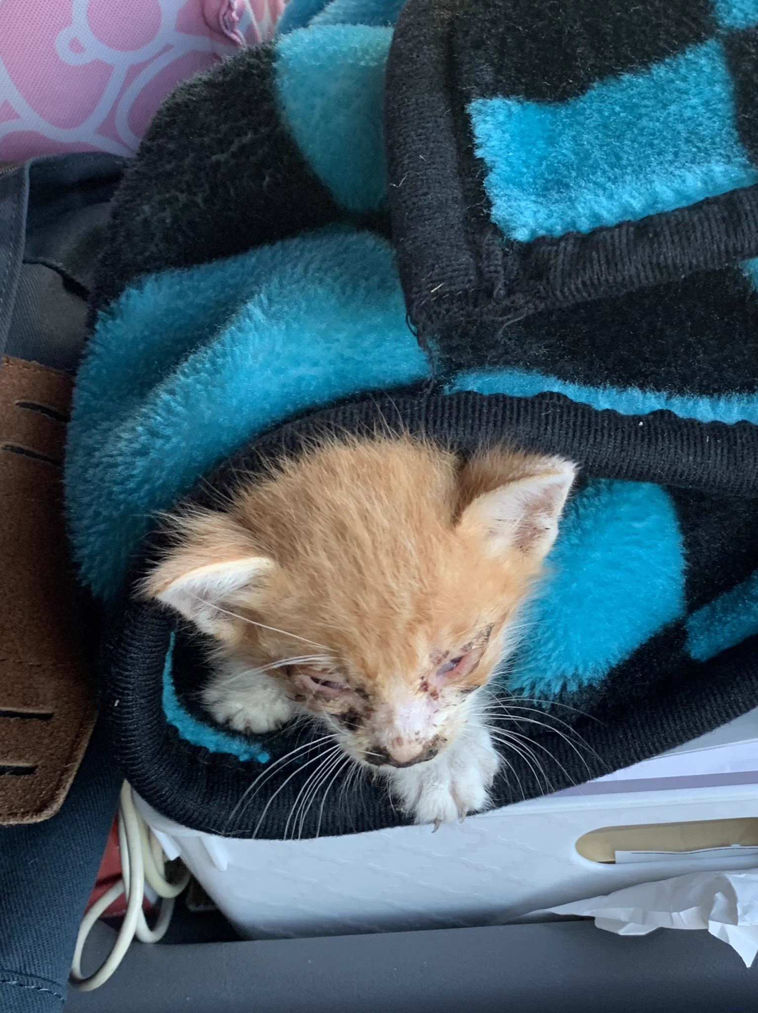 @ssmr_0108 FF外から失礼します！うちのもトラックに轢かれそうになってて雨降ったあとで衰弱してた拾い猫ですがここまで成長しました☺️ブルーアイ可愛いですねぇ🥺 