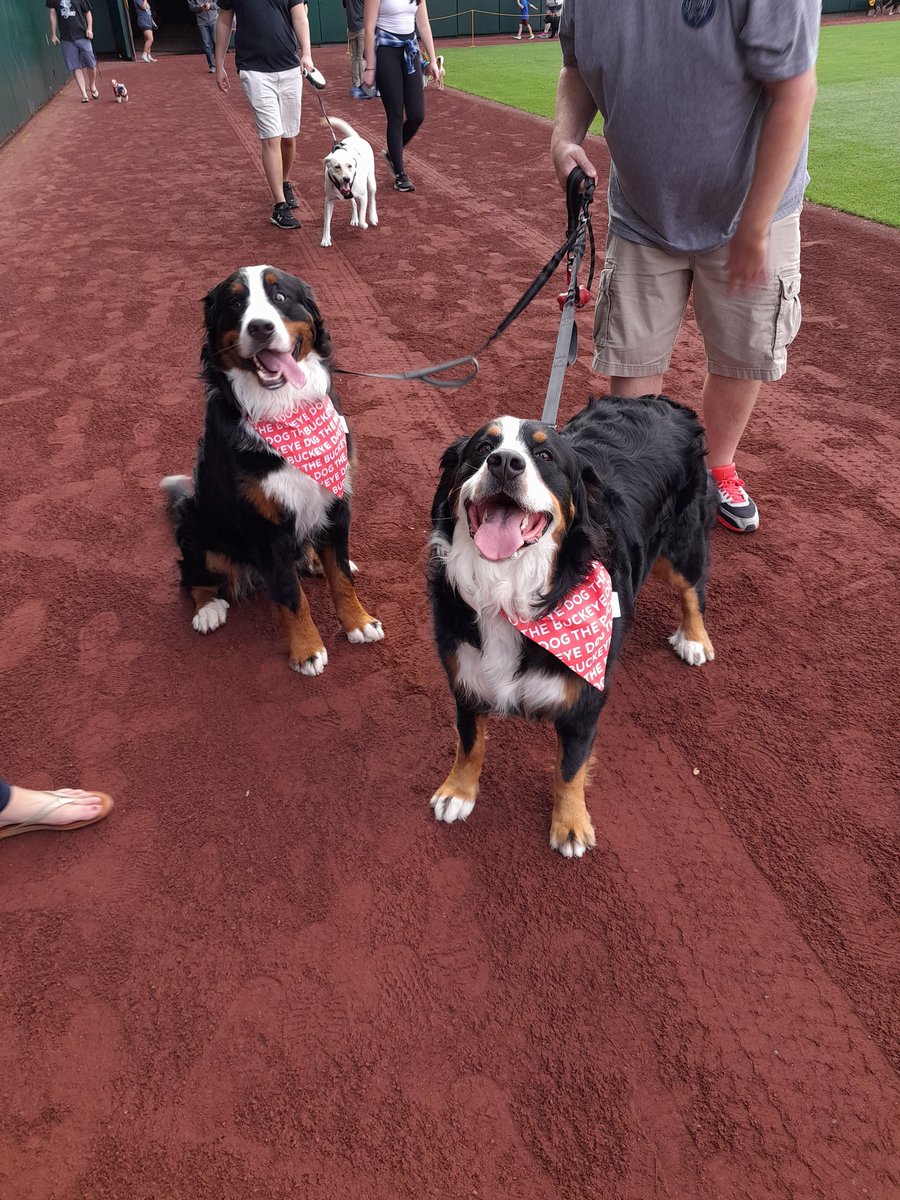 CD929Morning's tweet image. @CLBClippers #Puppypalooza photo op! So pretty! @CD929fm