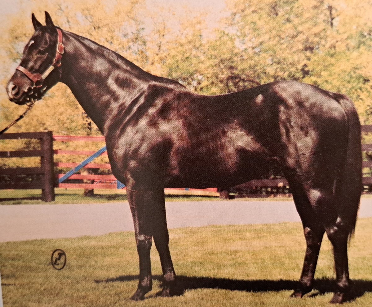 HORSERACING1002's tweet photo. J O TOBIN๐บ๐ธ(NEVER BEND)#JOTobin a G1 Stakes winner ๐ in USA and UK ๐ฌ๐ง. 1972 champion 2yo Colt in England ๐ฌ๐ง. 1974 champion sprinter in USA ๐บ๐ธ. Sired 23 sw. Stood at @spendthriftfarm and New Mexico. https://t.co/nuPLjiE85z