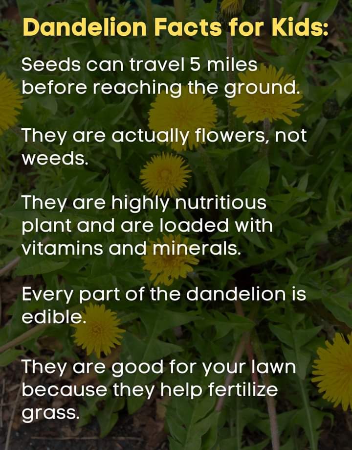 CommonFlora's tweet photo. @DandelionAppre1 #commonflora they are everywhere again right now, maybe not in flower but loads of nutritious leaves https://t.co/zSY4eRqPlm