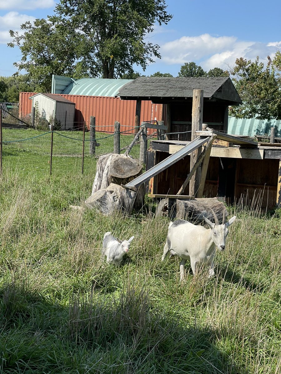 gmarshall18's tweet photo. I had such a wonderful day with my grade 4 friends at Willowgrove Farm today. A day in nature learning to listen and work as a team @HTSGrade4B @hts_jovanovic https://t.co/KiDtQXcxYX