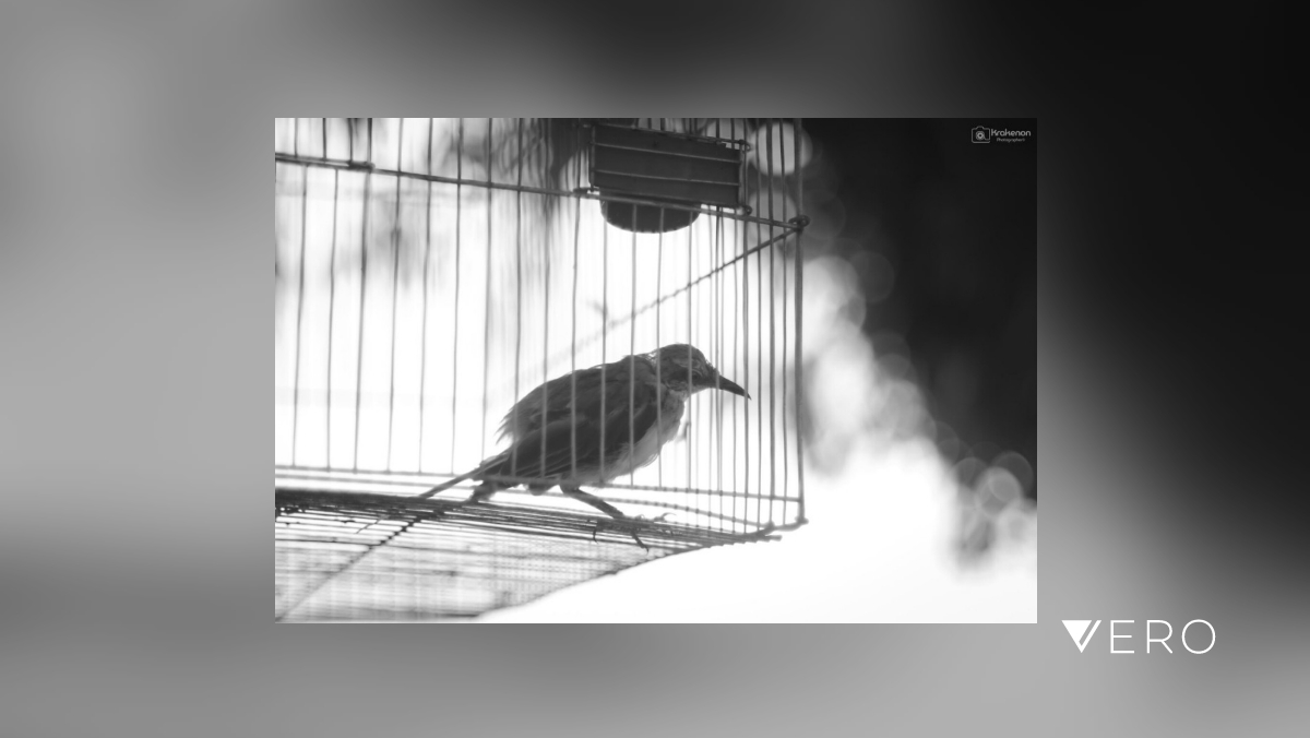 KRAKENON's tweet photo. #Cage #Animal #OneAnimal #Bird #AnimalWildlife #Nature #Monochrome #Indoors #Metal https://t.co/MIjIph3xnC https://t.co/vzymtCiCaA