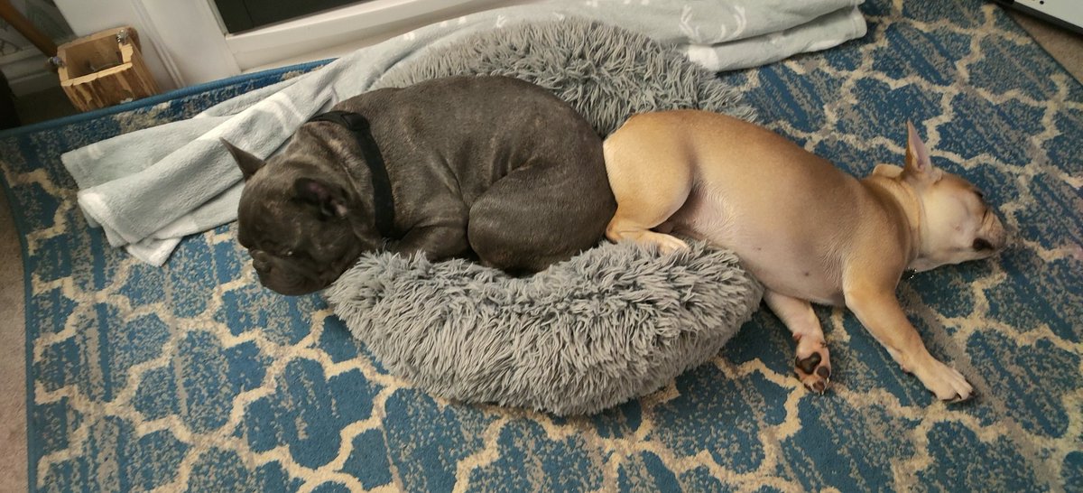 AllMotorSportUK's tweet photo. Arsehole.......Back at you!!
#Frenchie #frenchbulldog #frenchbull https://t.co/ekXdDHLIn9