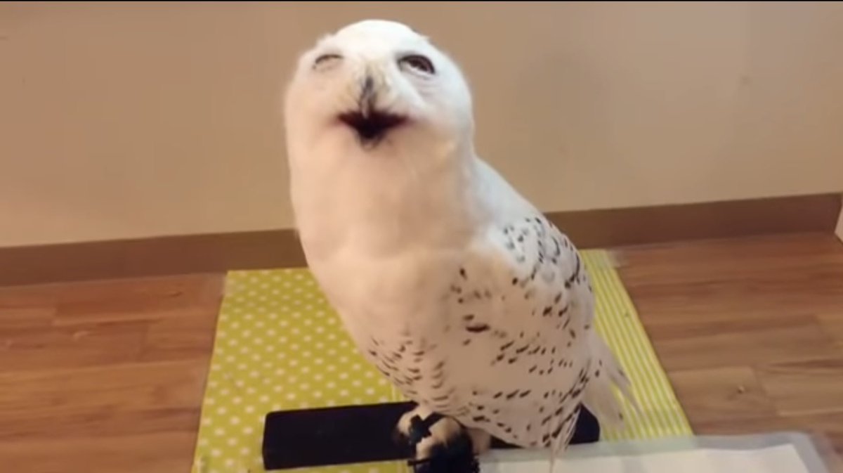 KekerKup's tweet photo. This owl https://t.co/HOkp4AV2va