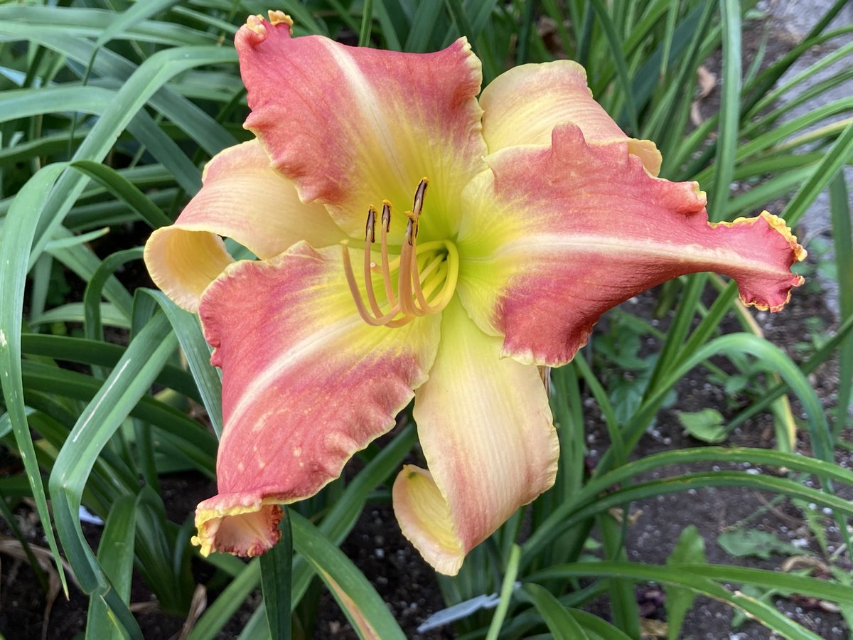 TattoodGardener's tweet photo. My 7th Daylily Registration for 2022 and my 45th to date is
โForever Our Queenโ
It is with much respect that I have named this Daylily after the Queen. Always classy, and sophisticated with a bit of flair #horticulture #hybridizer #hemerocallis #daylily https://t.co/vnwW7UpZh1