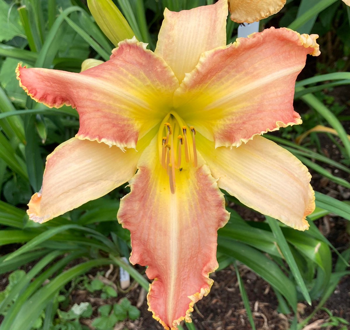 TattoodGardener's tweet photo. My 7th Daylily Registration for 2022 and my 45th to date is
โForever Our Queenโ
It is with much respect that I have named this Daylily after the Queen. Always classy, and sophisticated with a bit of flair #horticulture #hybridizer #hemerocallis #daylily https://t.co/vnwW7UpZh1
