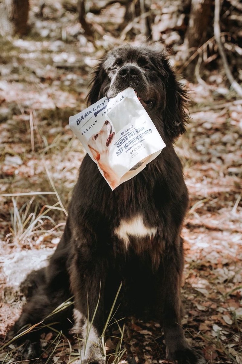 SIT. STAY. No problem... when bribed with a bag of bones! #BarkleysBag #dogbones #Newfoundland