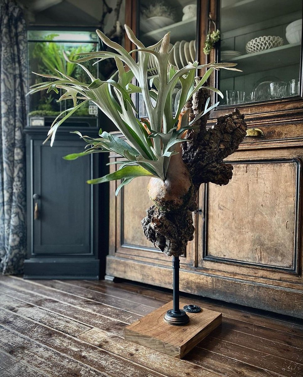 Houseplant Hobbyist on Twitter "I love this Staghorn fern stand 🌿"