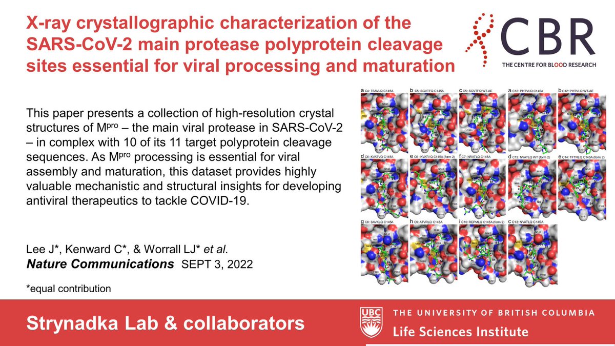 UBC Life Sciences Institute (@ubclifesciences) on Twitter photo Drs. Natalie Strynadka and Mark Paetzel used super high-resolution imaging on crystal structures of #Mpro – the main viral protease in #SARSCoV2 – along with most of its target polyprotein cleavage sequences in a new <a href="/NatureComms/">Nature Communications</a> study.
Paper ➡️ go.nature.com/3UaeEF4 Drs. Natalie Strynadka and Mark Paetzel used super high-resolution imaging on crystal structures of #Mpro – the main viral protease in #SARSCoV2 – along with most of its target polyprotein cleavage sequences in a new <a href="/NatureComms/">Nature Communications</a> study.
Paper ➡️ go.nature.com/3UaeEF4
