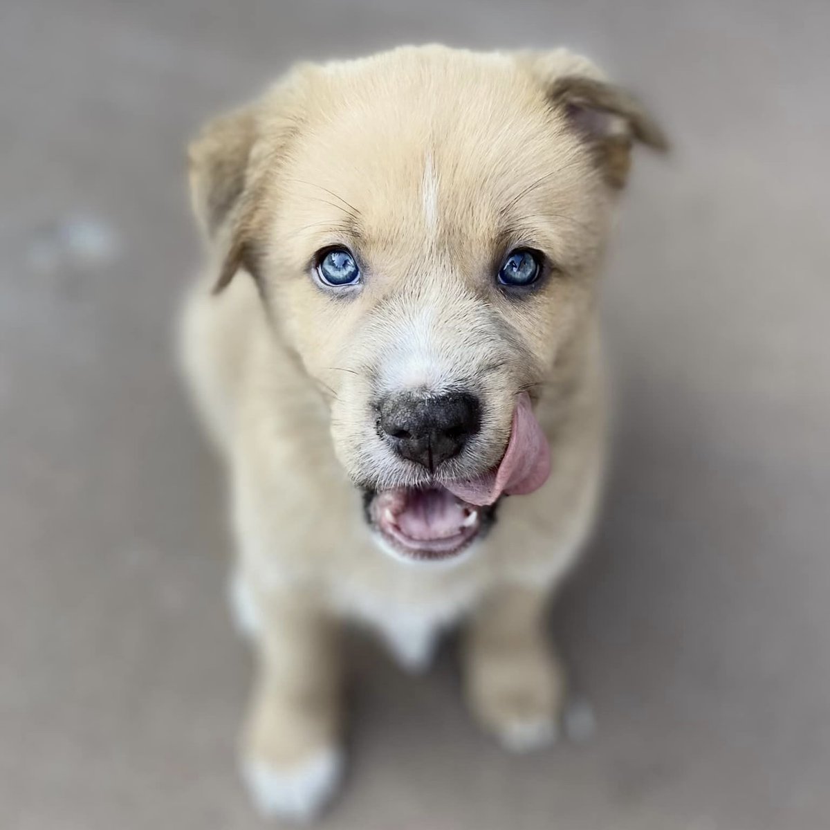 AARCS_Canada's tweet photo. This pup is ready to PAW-TY!!!🎉

Join us this Saturday for our annual Jail n Bail + Block Party! 🐶💗 We'll have tasty treats for you and your pawpal, as well as beer gardens, local vendors, adoptable animals and more! 

#JailnBail #BlockParty #YYCEvents #AARCS https://t.co/HwfJjVzmnb