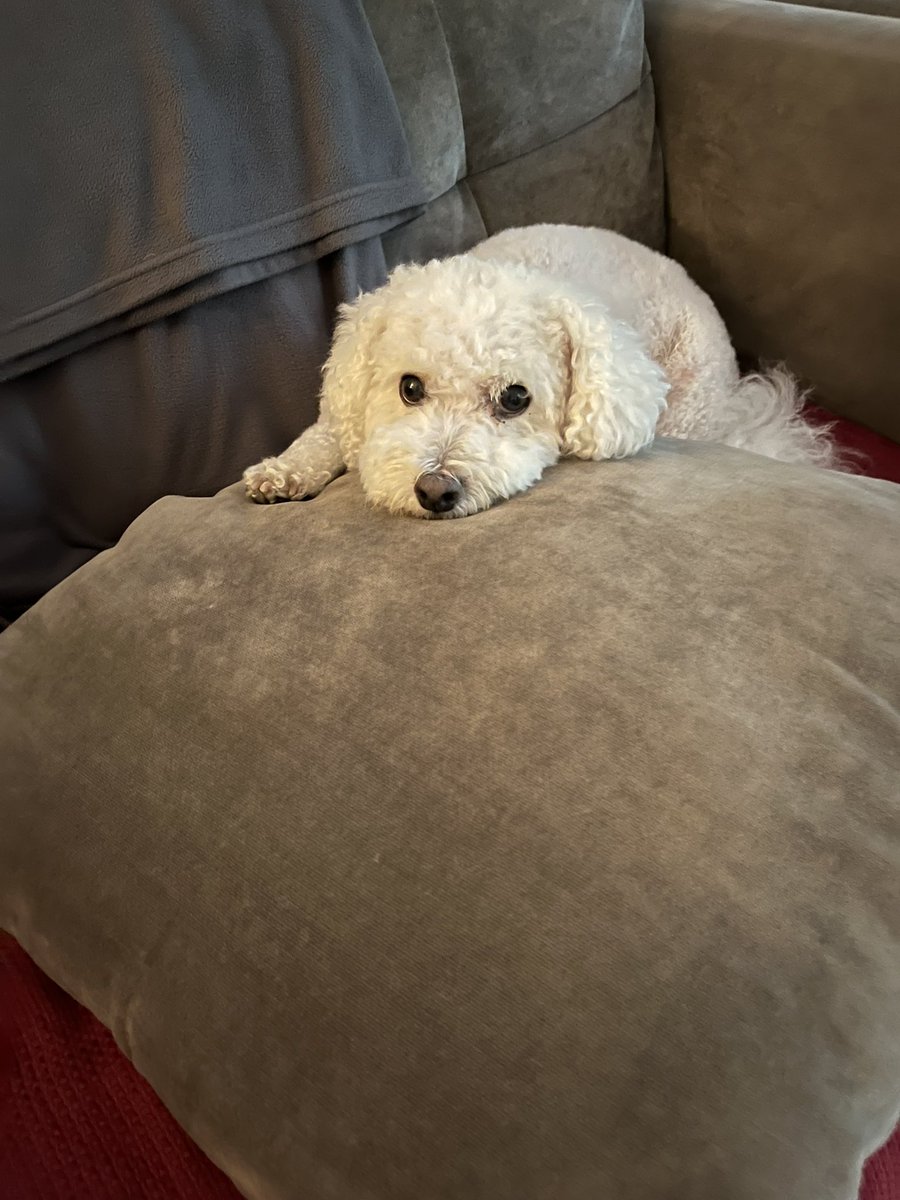 Me &amp; my cushion. Arranged by myself! 😉😂🐾 <a href="/OtisBichon/">Otis Evans</a> <a href="/WalshKim/">kim walsh</a> <a href="/jenny_bichon/">Jenny and Dolly</a> <a href="/hammonster/">Oscar Bichon</a> <a href="/WBichon/">Winky the bichon</a> @OllyMister191