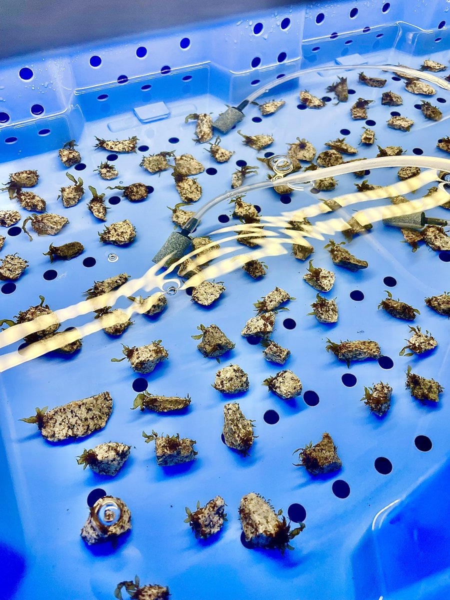 West Coast Kelp is on a mission to support kelp forest restoration groups by providing their projects with a reliable supply of high quality kelp seed. Check out these pictures from our latest batch of #greengravel!