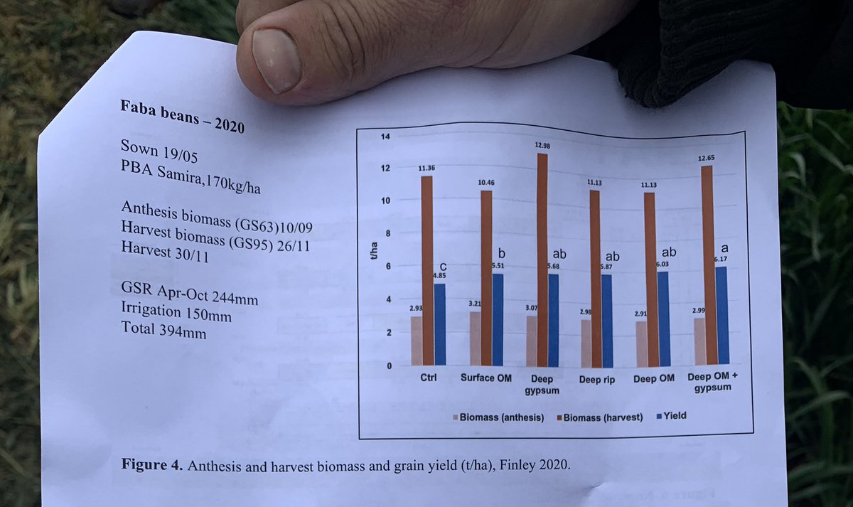 Measuring, cutting and drying faba beans samples to better understand their in crop nitrogen requirements. Graph showcases results from 2021 trail conducted <a href="/SeftonAg/">Sefton Agronomics</a> <a href="/SG_NSW/">Southern Growers</a>