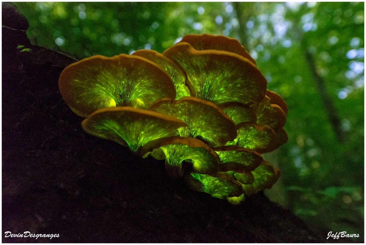 JeffBaurs's tweet photo. We can't get enough of the Pumpkin Patch.. Spent the last 2 nights out photographing more Jack O' Lantern Mushrooms that popped up on the Bear.  
September 13/14,2022
Photo Credit: Jeff Baurs and Devin Desgranges 
#Bioluminescence #JackOLanternMushrooms #BarryCounty #LongExposure https://t.co/NEg8UyQxci