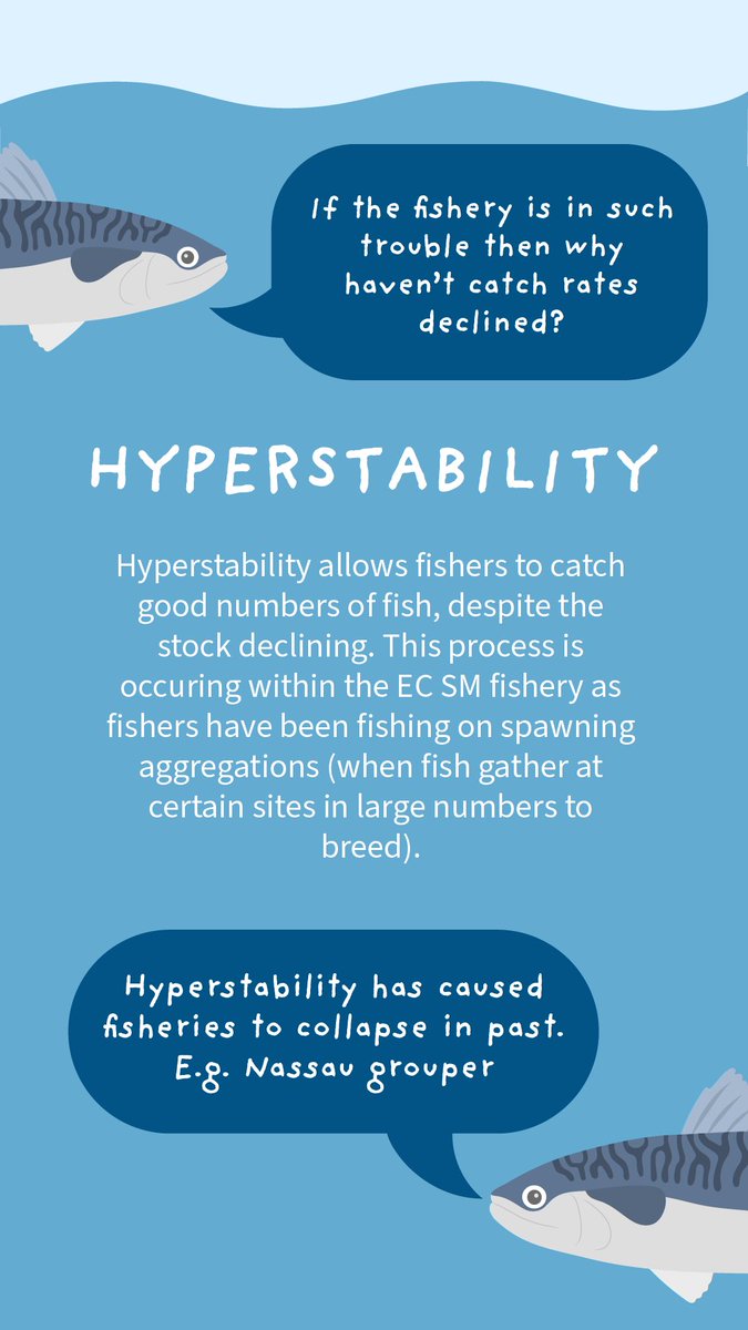 olivia_scicomm's tweet photo. Feeling disgruntled about the Spanish mackerel fishery management decisions? It is important to understand that these measures are supported by evidence-based science and will help to ensure the sustainability of the fishery (so it can be enjoyed by future fishing generations!) https://t.co/cytFZHhFIf