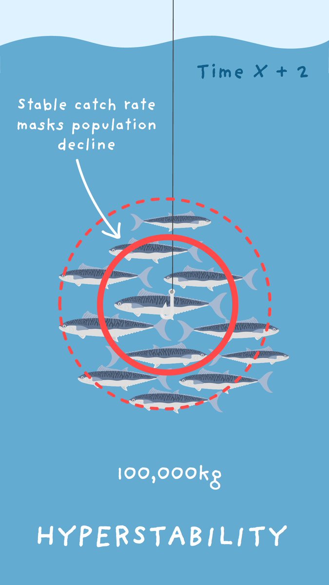 olivia_scicomm's tweet photo. Feeling disgruntled about the Spanish mackerel fishery management decisions? It is important to understand that these measures are supported by evidence-based science and will help to ensure the sustainability of the fishery (so it can be enjoyed by future fishing generations!) https://t.co/cytFZHhFIf