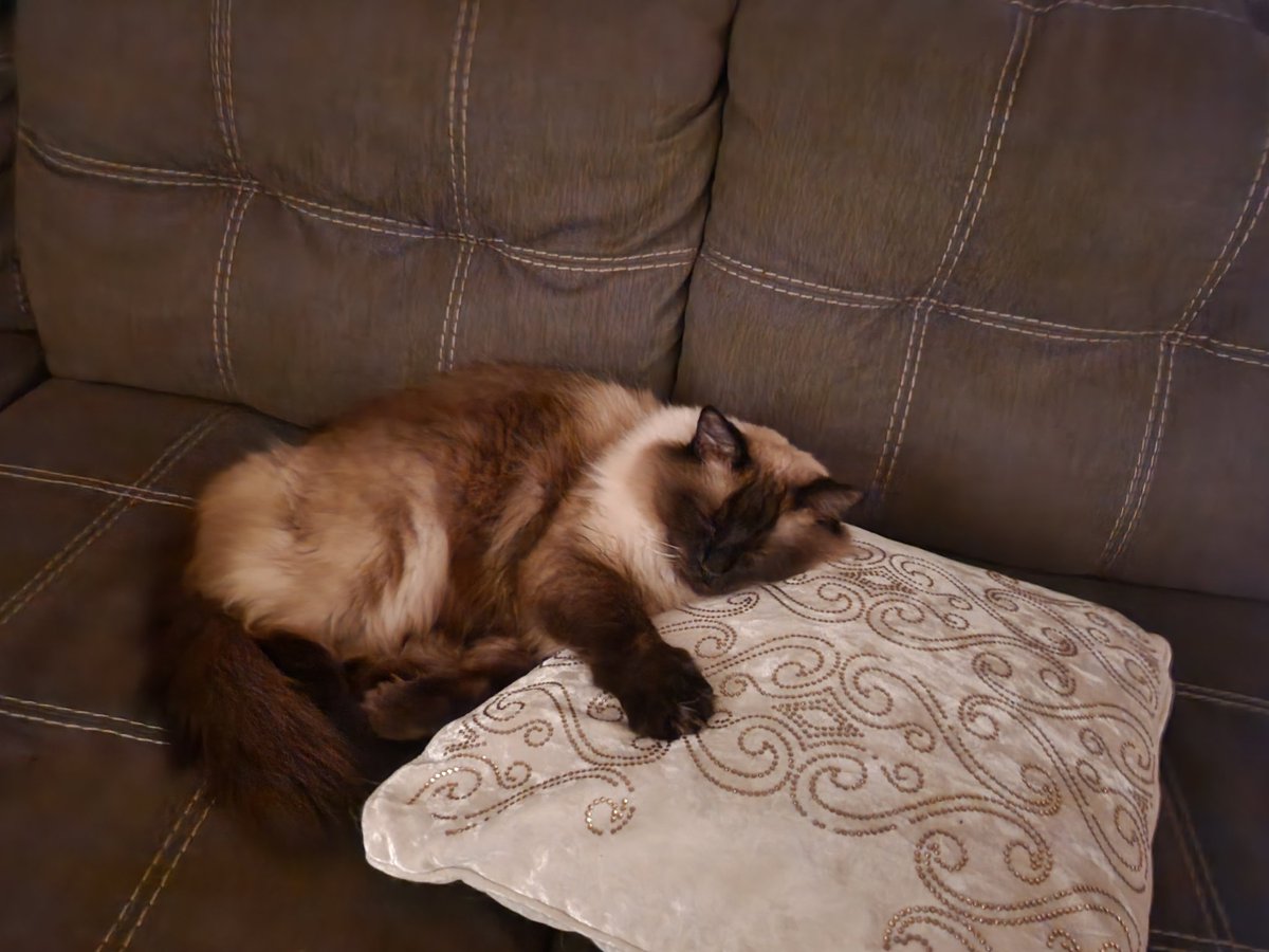 vanillabcby's tweet photo. she likes to rest on pillows🫶 https://t.co/xpfoUclLMj